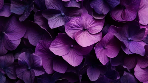 Midnight Hydrangeas Bloom in Velvet Depths.