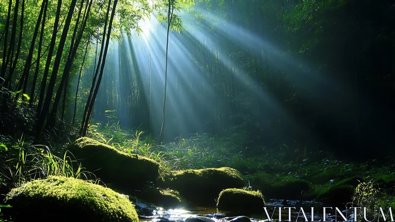 Sunbeams cut through tranquil bamboo forest at mossy stream