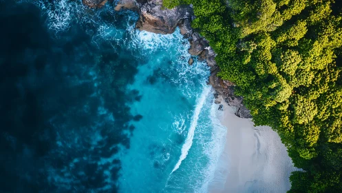 Aerial Coastal Intersection: Turquoise Shoreline with Forest Canopy.