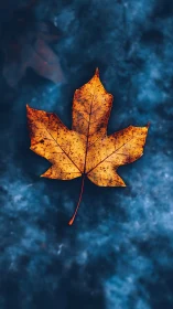 Golden maple leaf on deep blue textured background.