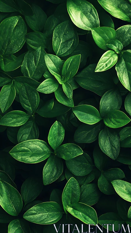 Dense overlapping green foliage pattern, top-down view.