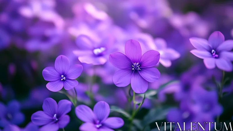 Purple Flax Flowers in Shallow Depth of Field with Selective Focus