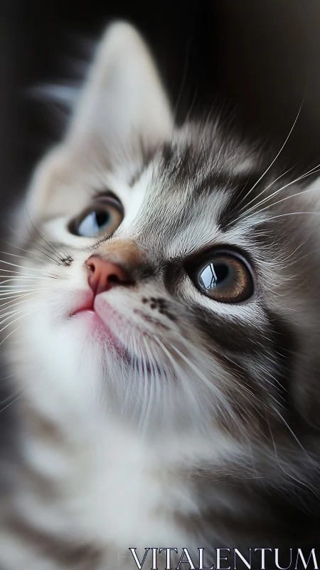 Close-up portrait of a gray and white cat with striking blue eyes.