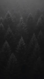 Low key conifer canopy study in atmospheric vertical composition.