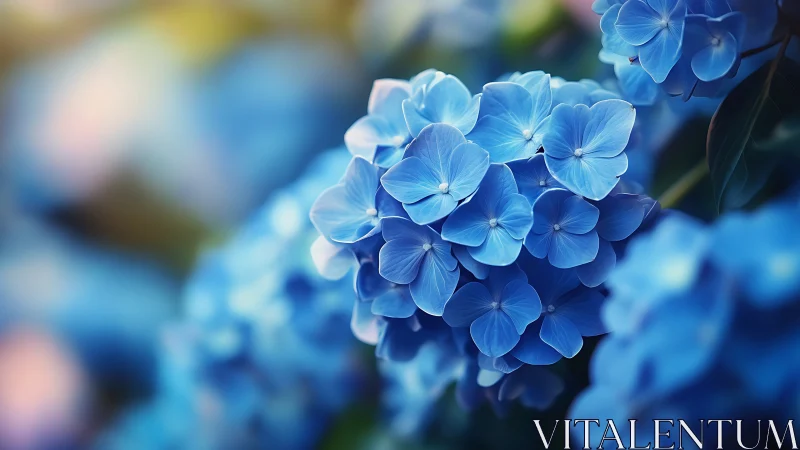 Hydrangea Inflorescence with Selective Focus Depth of Field.