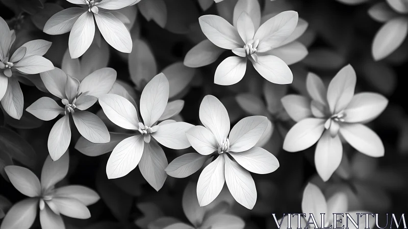 Black and White Floral Study: Six-Petaled Flowers in Close Focus