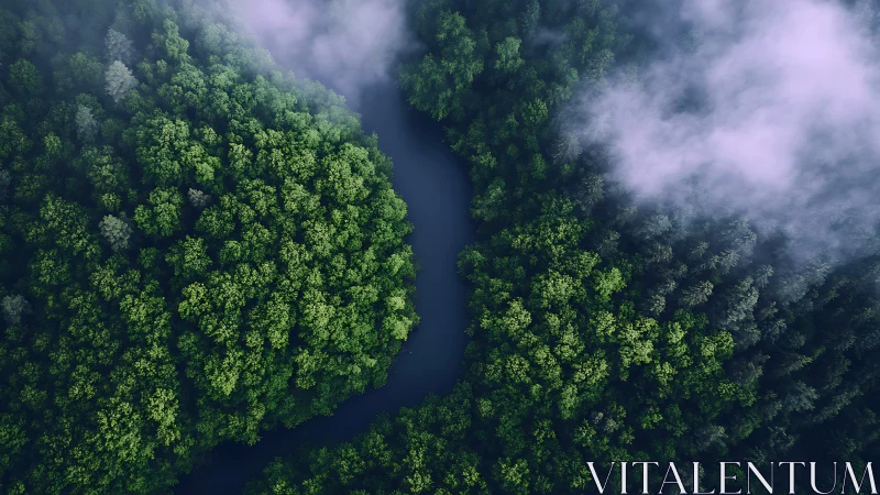 Misty River Winds Through Pristine Forest Canopy