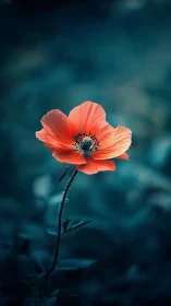 Coral Bloom Against Teal Whispers.