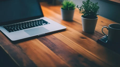 Calibrated laptop workspace with potted foliage and warm illumination.