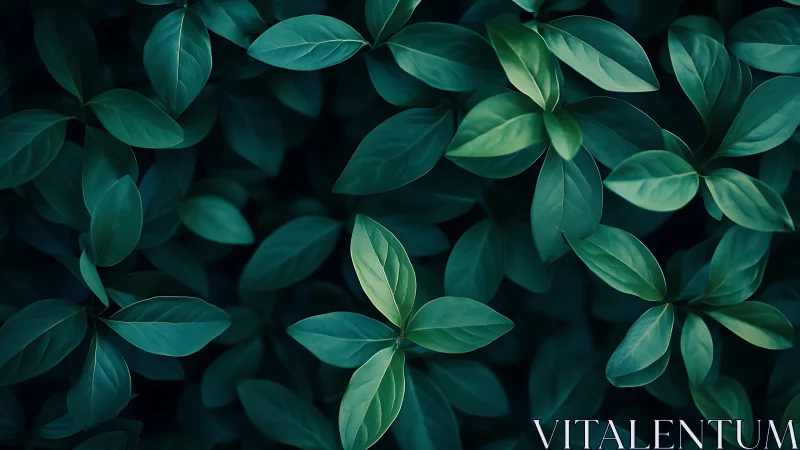 Dark green foliage pattern with overlapping leaves.