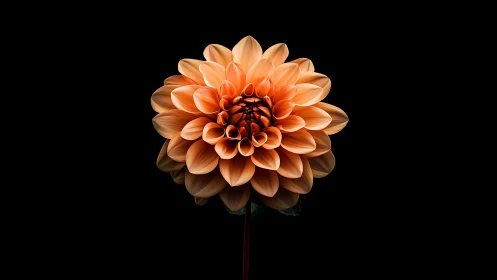 Coral Dahlia Blooms in Theatrical Darkness
