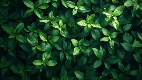 Dense basil leaves form layered green foliage under light