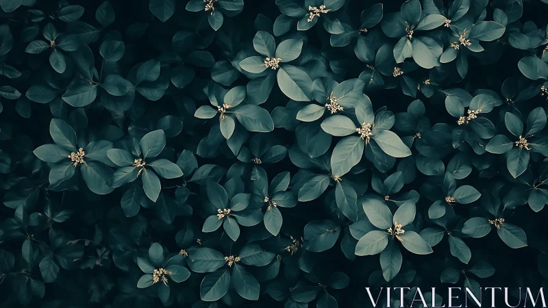 Dark green foliage pattern with small clustered buds.