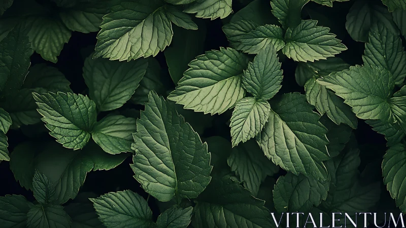 Mint leaves cluster under moody low key natural light.