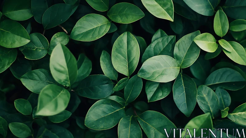 Gentle green leaf canopy inviting a quiet, restful pause.