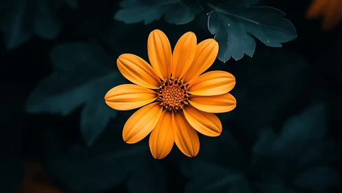 Vibrant Orange Flower Against Dark Teal Foliage.