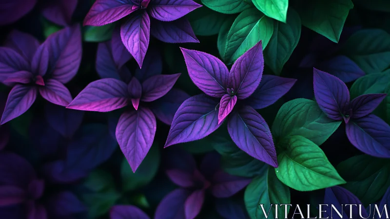 Vibrant purple foliage contrasts with deep emerald leaves