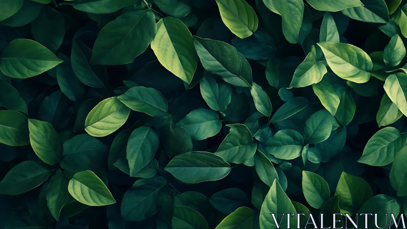 Deep emerald foliage pattern with soft directional lighting.