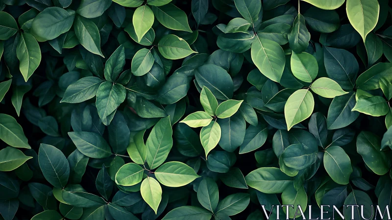 Dense elliptical foliage pattern with layered green tonal contrast