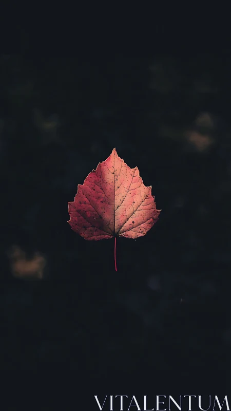 Single red leaf is centered against a uniform dark background