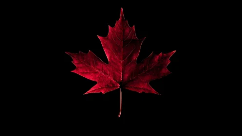 Crimson maple leaf floats like a quiet flag in darkness