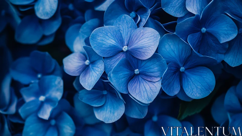 Delicate Blue Hydrangea Blossoms in Soft Focus.