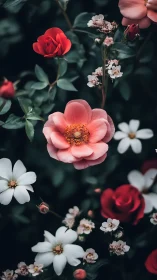 Garden roses in pink and coral bloom among white flowers