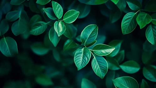 Macro botanical leaf array with high-contrast tonal modeling.