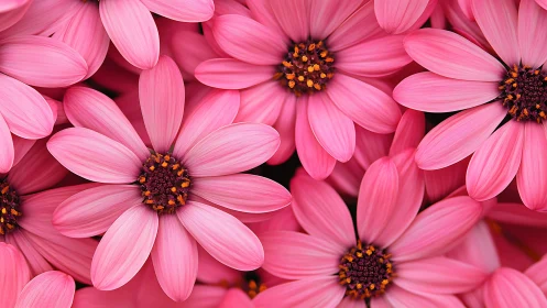 Vibrant Pink Daisies Close-Up Bloom.