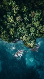 Aerial view of dense forest coastline meeting turquoise ocean.
