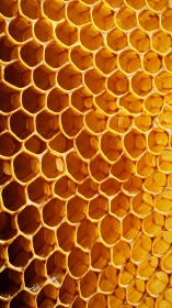 Honeycomb cells glow in warm golden macro sunlight