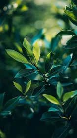 Sunlit evergreen leaves display structured bokeh depth