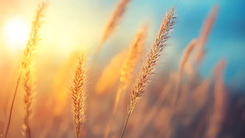 Sunlit meadow grasses whispering in molten morning light.