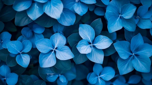 Blue hydrangea flowers fill frame in high contrast focus