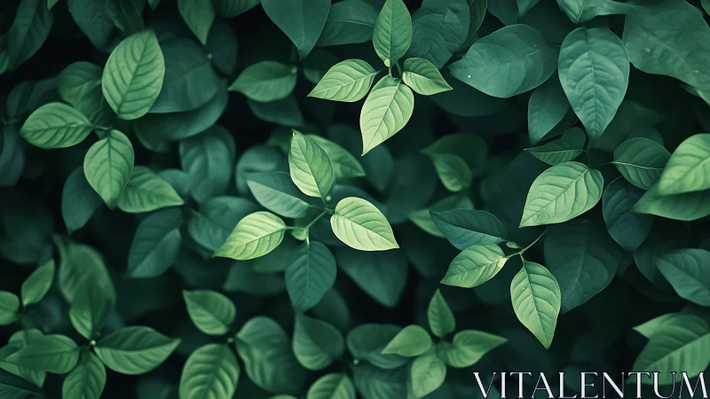 Lush overlapping green leaves in soft natural light.