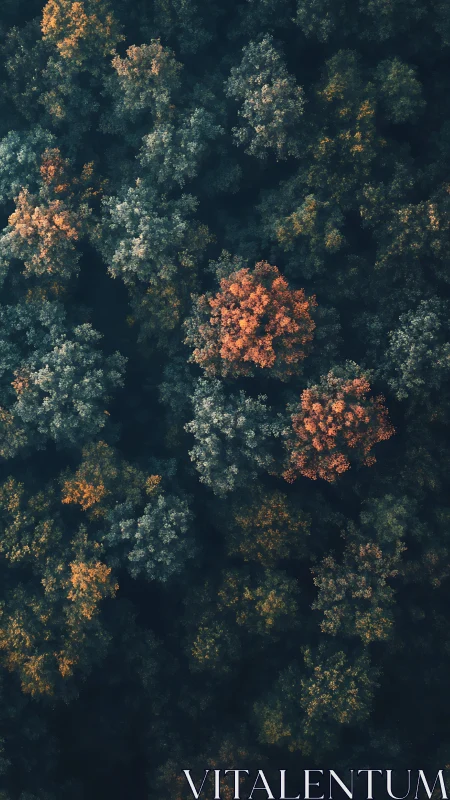 Aerial Forest Canopy in Autumn Transition