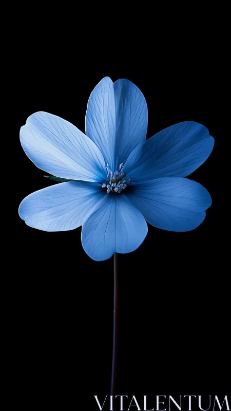 Blue Cosmos Flower Specimen with Veined Petals Isolated Against Black Background