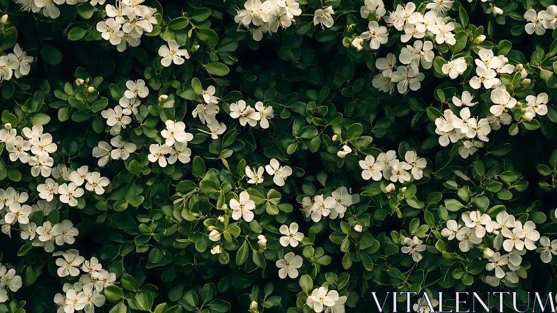 Overhead aerial view captures dense flowering shrub canopy with clustered white blooms