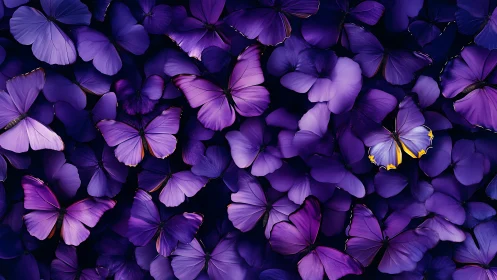 Dense cluster of vivid purple butterflies in darkness.