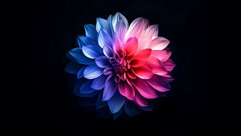 Gradient-rendered dahlia flower with blue-to-pink chromatic transition