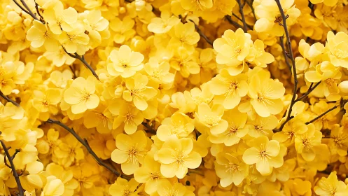 Brilliant Golden Blossoms Create a Spring Celebration