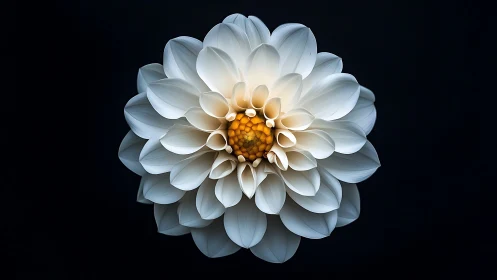 White Dahlia with Golden Center Against Black Background.