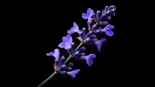 Vibrant Purple Flower Spike Against Dark Background.