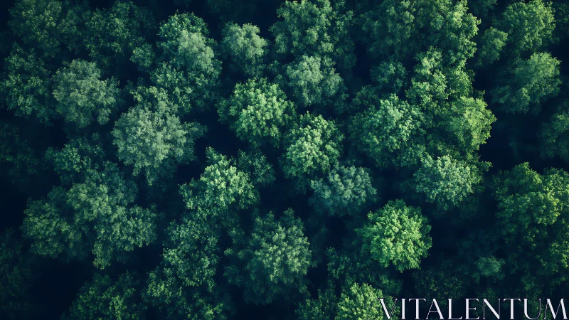 Emerald Canopy Perspective: Verdant Forest Tapestry from Above.