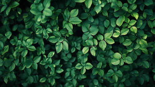 Lush green foliage fills the frame in calming natural detail.