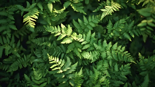 Sunlit fern fronds with shallow depth of field and rich foliage