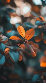 Soft autumn light gently warming delicate orange leaves
