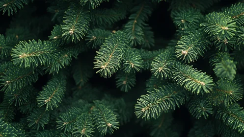 Deep evergreen fir needles in dense natural cluster closeup.