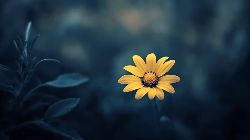 Yellow Daisy Against Dark Blurred Background.
