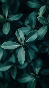 Emerald leaves drift through twilight hush and quiet air.